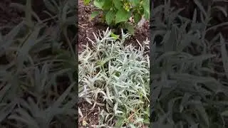 Опять хочу вести канал про заброшенную дачу 😂 как думаете стоит опять начинать ?