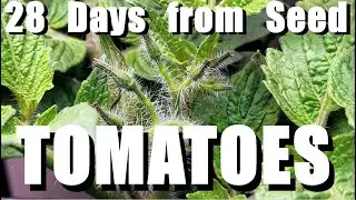 TOMATOES 28 DAYS SEED TO FLOWER BUD