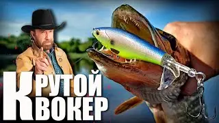🔴 The unkillable QUAKER from Kingdom! Comparison with Whopper Plopper from Al blue! 👍👍👍