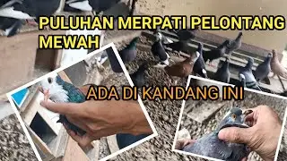 TERNAK MERPATI PELONTANG/PELANGKON  #merpatikolong #merpatilovers #merpatiku #merpatirumahan