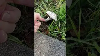 Грибы снова в городе