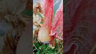 урожай дынь радует.