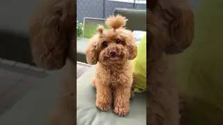 Какая прическа вам понравилась больше всего?