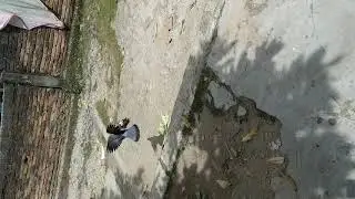 Smp n 1 barumun tengah