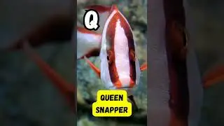 ABC Underwater Sea Animals for Kids 🌊🐠 | A to Z Ocean Alphabet Song | UZR Kids Shorts 