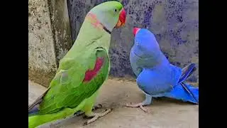Parrot Talking Mithu Mithu #birds