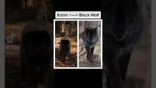 Kangal vs Wolf ( Benzerlik )