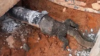 Fat Wild Monitor Lizard Found Stuck In Water Pipe