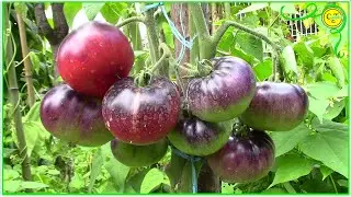 TOMATES AZULES siembra y recolección