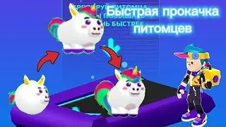 Как быстро прокачивать питомцев в PK XD? Новый способ прокачки питомцев😱🐶