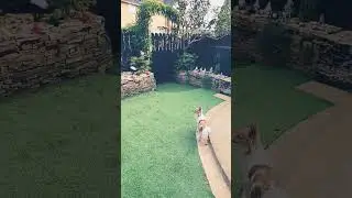 FRONT GARDEN HAS COME TOGETHER PUKKA #patio #garden #johnlennon #koi #koipond #ponds #koifish #fry