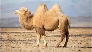 Camel Sound Effects And Video Compilation