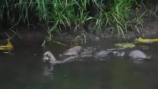 River Otters (Sammamish River)