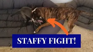 Staffordshire Bull Terrier Fights with Amstaff! [STAFFY PLAY FIGHT]