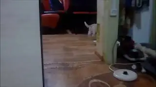 Белый Котик танцует под новогоднюю песенку Jingle Bells//Лучший Кот 2019 ГОДА!!!