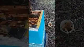 Осмотр пчёл 24 04 23.Работы на пасеке.