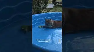 Have you ever seen a rescued bobcat in a kiddie pool with a brussel sprout? Now you have.