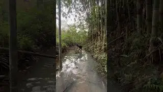 Pasang 3 perangkap ikan #iyanxyz #petualang #bubu #bubupayung