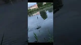 Ловля КАРАСЯ на поплавок #shorts