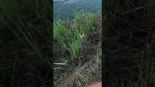 Мой первый толстолобик 