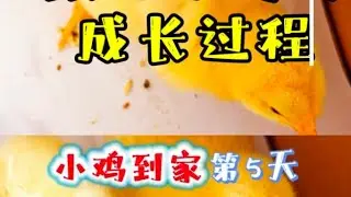 【寵物篇5】寵物小雞成長過程的第5天 用妙招讓小雞學飛[Pet Series 5] Give Chicks a chance to practise flying in 5th day