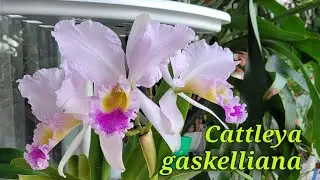 Cattleya gaskelliana. первое домашнее цветение.