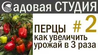 ПЕРЦЫ. Как увеличить урожай в 3 раза.