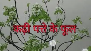 कढ़ी पत्ते के फूल
