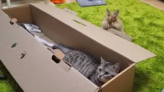 The rabbit wants to get into the box with Daddy Cat and Kitten