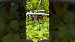 Vegetables for Partial Shade 我的半阴一米小菜园8/28/2024