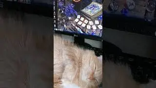 Фамилия? - Я не помню. Имя? 