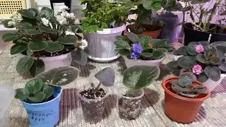 🌺Появились Детки при листе - что дальше?🌺 Пересадка Деток! 🌺