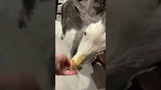 Манюша 🤣❤️