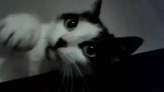 Кошка Лапка на шкафу