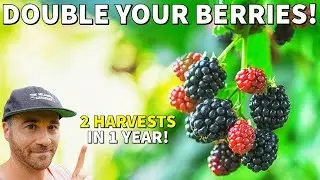 Plant Raspberries And Blackberries NOW And Double Your Berry Harvest