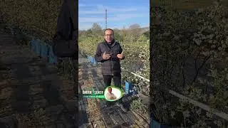Blueberry Homojen Uyanma İle Maksimum Kârlılık