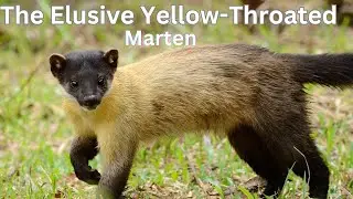 Discovering the Yellow Throated Marten