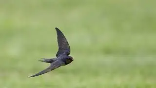 Маленька Пташина