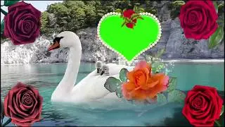 Green Screen Home New Wedding Videos Free Download For Use Green Screen Home Wedding Video 2019 14