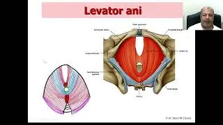 02 Bony pelvis and pelvis diaphragm