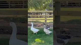 Maverick is trying to train the new guys how to get the cattle grain #fluffyfeatherfarm #geese
