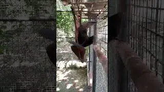 I don't understand a bat's wing its like my skin #animalshorts #bat #birds #wildeagle #peacock #zoo