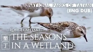 Kenting National Park｜Longluan Lake, The seasons in a wetland (Eng)｜Taiwan｜墾丁國家公園｜秋濕翩翩 龍鑾潭