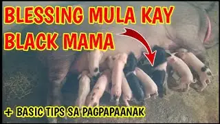 8TH PARITY NI BLACK MAMA+ BASIC TIPS SA PAGPAPAANAK NG BABOY| @mangungumatv8418