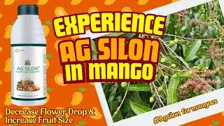 Mango Farmers’ Choice: AG Silon for Higher Productivity | Sea6 Energy