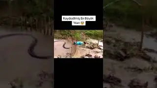 BÖYLE BİR ŞEYLE KARŞILAŞSANIZ İLK TEPKİNİZ NE OLURDU? 😱  #neden #ilginçbilgiler #ne  #hayvanlar