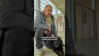 DON'T GET A LABRADOR UNTIL YOU WATCH THIS VIDEO! CONS OF THE BREED 