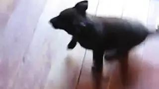Щенок Ингур катится с деревянной горки