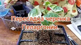 Укоренение в вермикулите. Пересадка черенка.