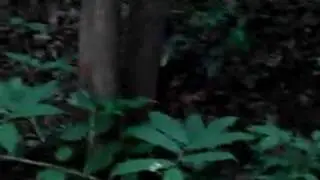 Teen Gets Sprayed by Skunk!